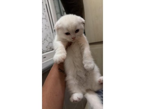Tuvalet eğitimi oyuncu yavru scottish fold