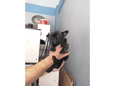 French bulldog 2 aylık bebekler