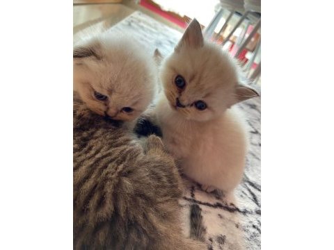 British shorthair şeker parem
