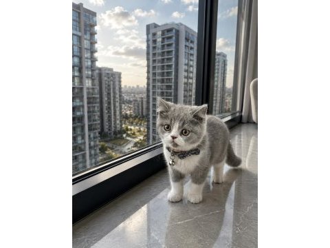 British shorthair bicolor