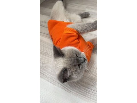 Tuvalet eğitimi var tertemiz kedimiz koku yapmaz