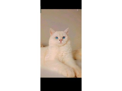 British shorthair silver ns1133