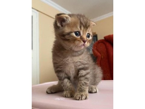 Dünyalar tatlısı british shorthair kupon yavru