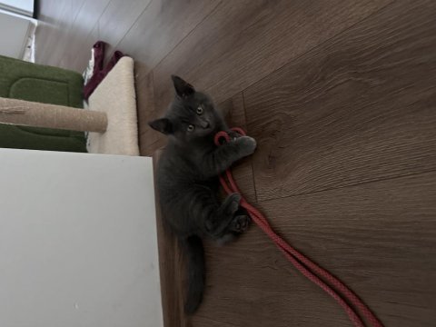 Eşyalarıyla birlikte satılacaktır
