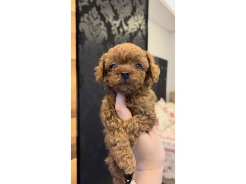 Kore kan poodle bebekler