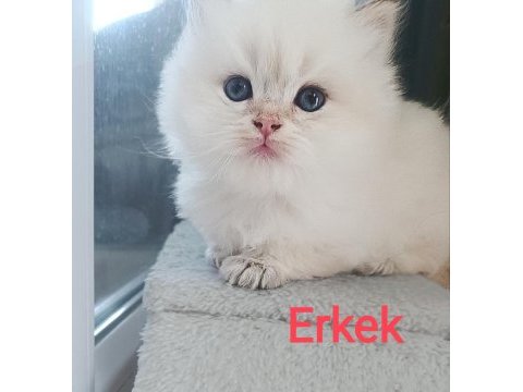 British longhair erkek