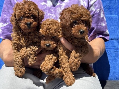 Petmode köpek çiftliğinden toy poodle yavrularımız