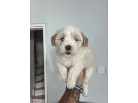 Maltipoo bebekleri