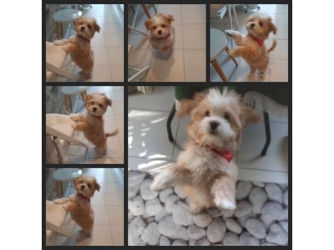 Maltipoo 6 aylık yavru