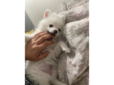 4 aylık pomeranian