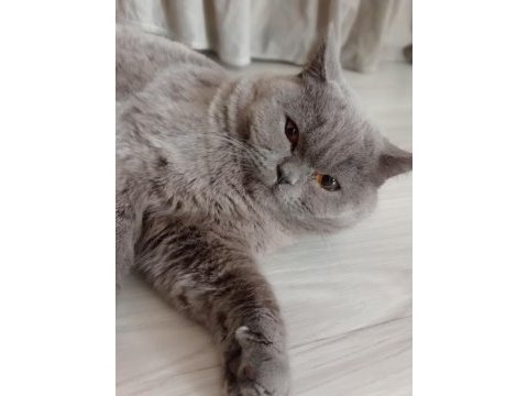 British shorthair erkek yavrumuz