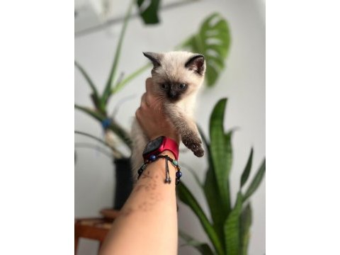 Blue point british shorthair yavru yeni yuva arıyor