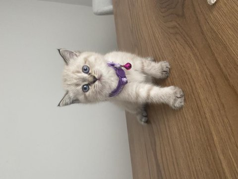 British shorthair dişi