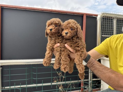Redbrown kore toy poodle yavrularmız