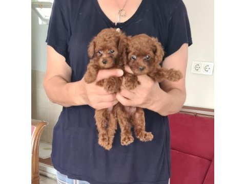 Kore kan teacup poodle yavrular