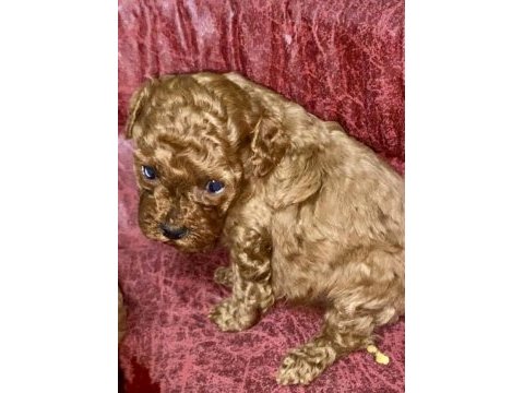 Toy poodle yavrular