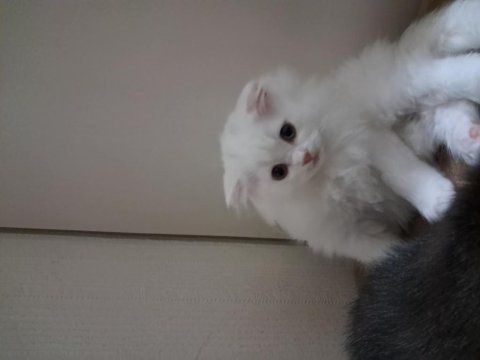 Tatlı scottish fold kardeşler sahiplerini bekliyor