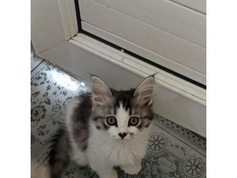 Acil yavru kedilerimize yuva aranıyor