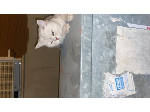 Kayip kedi manisa yunusemre