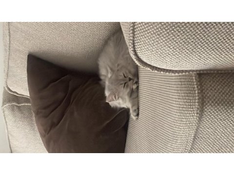 3.5 aylık erkek british longhair
