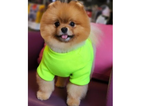 Tam ayı surat pomeranian en iyisi türkiye de!