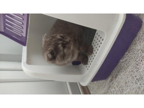 4 aylık eğitimli gri panter scottish fold