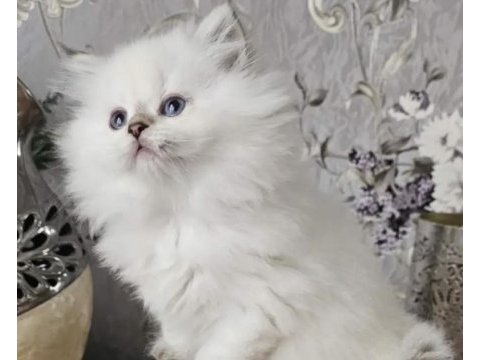 British longhair kediler