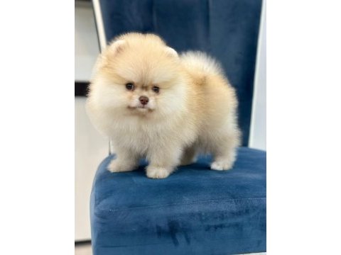 Nadir yeşil göz pomeranian boo