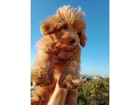 Yumak yumak maltipoo yavru