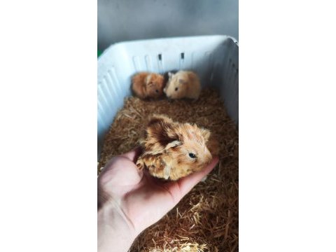 Ginepig yavrular 2 dişi 1 erkek