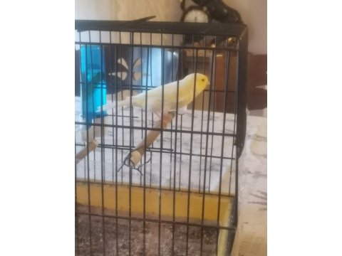 Hazir bangir bangir oter durumda sari mozaik kanarya