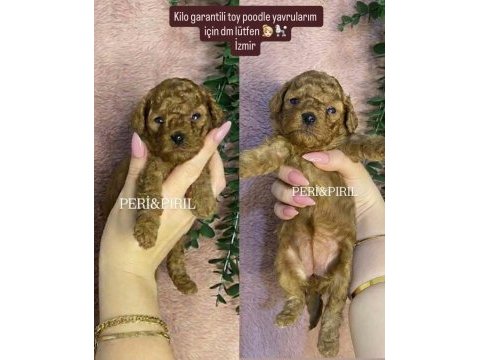 Toy poodle bebekler