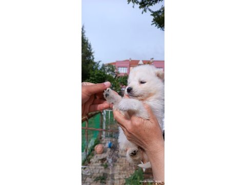 Safkan siyah-beyaz pati samoyed