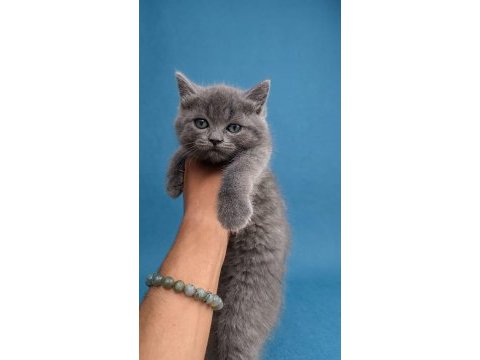 2 aylık tuvalet eğitimli british shorthair