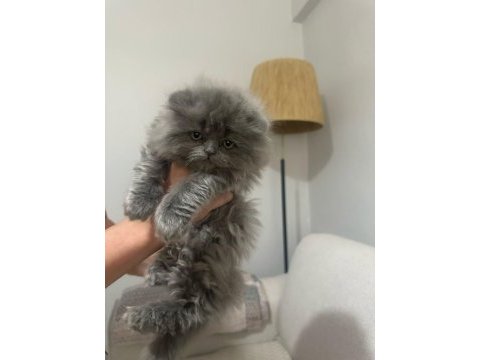 British longhair bebek