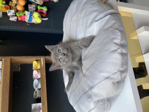 Kedinin en güzeli benim olsun diyene