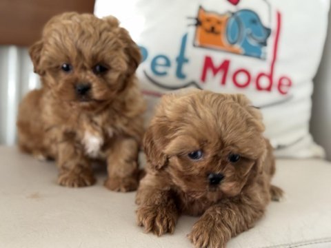 Ankarada wc eğitimli  kore maltipoo lar ziyarete açık