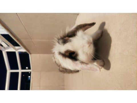 Hollanda lop tavşanı sevimli sahiplendirme 175 tl