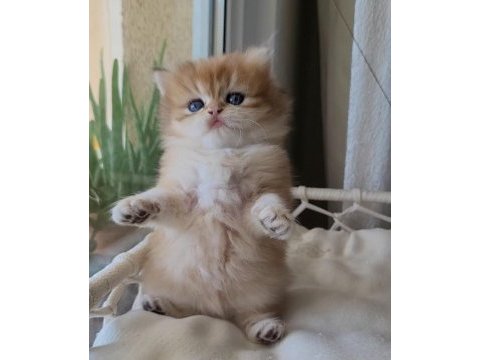 Son erkek golden british longhair safkan yavrum