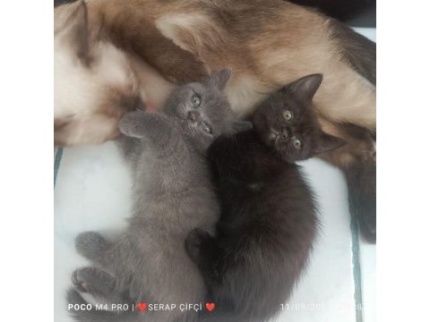 Prenses ve leonun aslanları