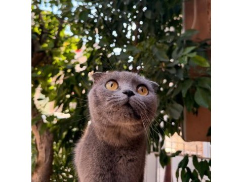 Scottish fold acil yuva aranıyor