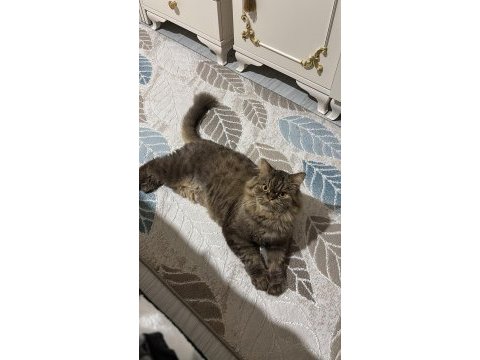 Ücretsiz 1.5 yaşında erkek kedimiz