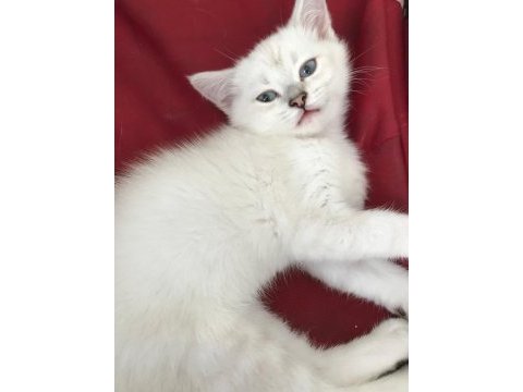 British shorthair 3 aylık yavru kedimiz
