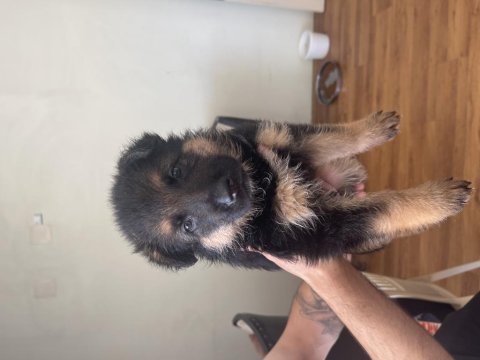 Orjınal showlıne german shepherd alman kurdu
