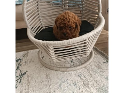 Toy poodle wc eğitimli ve karneli