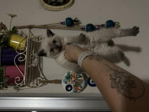 Boncuk gözlü british shorthair bebeler