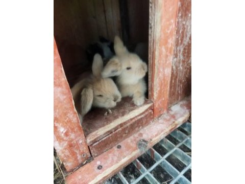Lop tavşanlarımız sahiplerini bekliyor