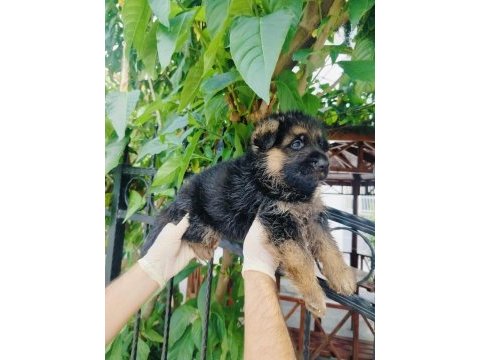 Orjinal şecereli alman çoban köpeği yavrularımız