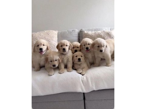 Dişi ve erkek golden retriever bebeklerimiz