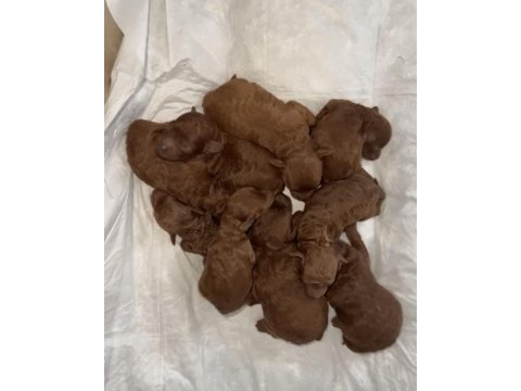 Red brown kore toy poodle bebek köpekleri